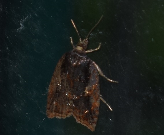 Tortricidae: Acleris cfr. umbrana